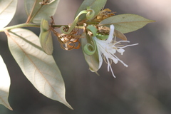 Pterospermum rubiginosum